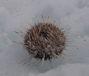 Close up photo of spikey sea urchin
