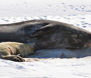 Weddell seal mum and pup