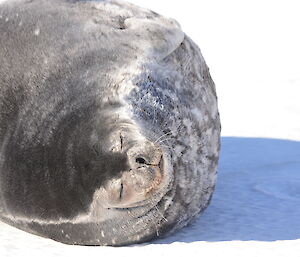 A heavily pregnant Weddell seal on the sea ice