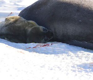 Day old Weddell seal pup with its mum on the sea ice