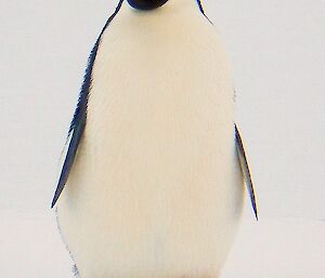 Close up of an Adélie penguin
