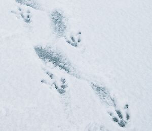 Adélie penguin footprints in the snow