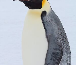 Close up of an emperor penguin