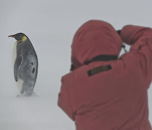 Expeditioner photographing an emperor penguin