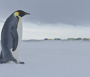 Close up of an emperor penguin with Davis station in the distant background