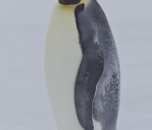 Close up of an emperor pengiun