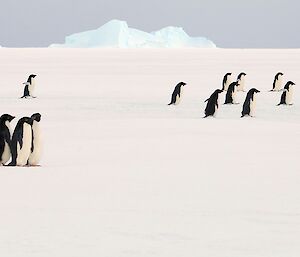 Adelie penguins marching towards an island