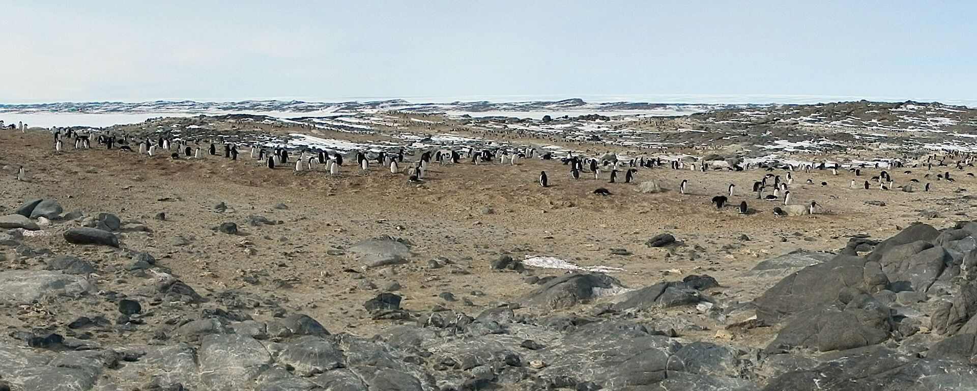 Distant photo of nesting penguins on an island