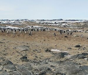Distant photo of nesting penguins on an island