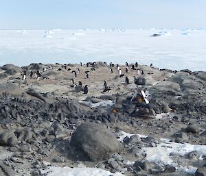 Bird camera set up in the middle of an Adelie penguin rookery
