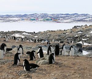 Adelie penguins nesting on a hill overlooking station