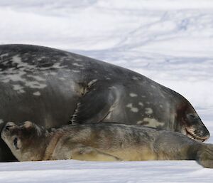 Weddell seal on the sea ice with her young pup lying beside her