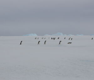 Adelies on the sea ice making their way to their breeding grounds