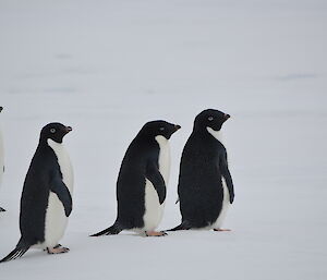 Adelies stopping on the sea ice for a short break