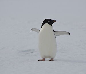 Close up photo of an Adelie penguin on the sea ice