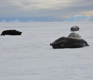 Seals and penguins on the sea ice