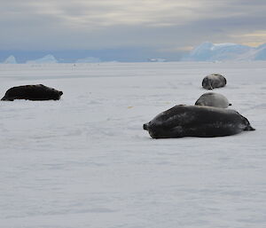 Seals and penguins on the sea ice