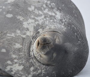 Close up photo of Weddell seal