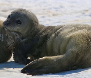 Adult female seal holding a young pups head up with her head taken on the sea ice