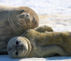 Close up photo of a Weddell seal and her young pup