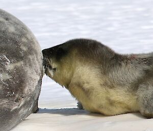 Young pup suckling its mother