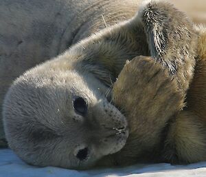 Few day old seal pup sucking its flipper