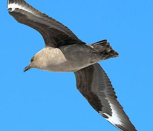 Large grey bird in flight