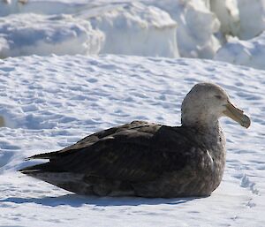 large grey bird resting on the sea ice