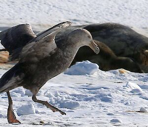Giant petrel on the sea ice with wings spread wide looking at a seal pup