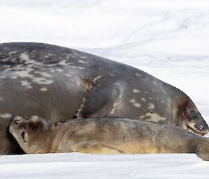 Young seal pup suckling off it’s mother on the sea ice
