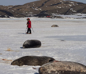 Expeditioner photographing Weddell seal and her pup