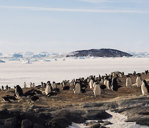 Penguins nesting on a rock island