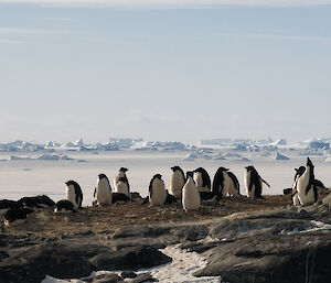 Penguins sitting on rocky nests ice bergs in the back ground