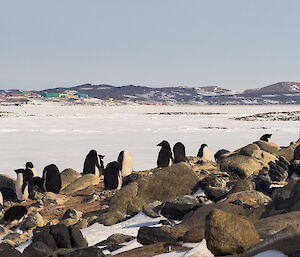 Adélie penguins sitting on nests with the station buildings in the background