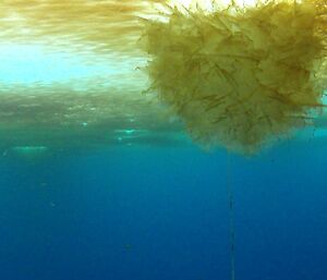 Yellow brown algae forming under the sea ice