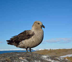 Bird sitting on a rock