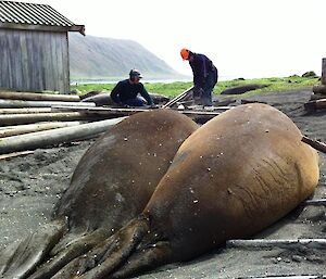 Bull elephant seals rest while expeditioners busily clean
