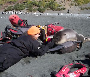 A curious young elephant seal helps Claudia look after the bags
