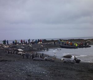 Elephant seals, penguins and visitors at Sandy Bay