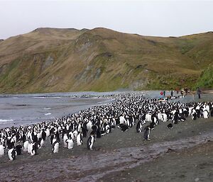 Sandy Bay Royal Penguins