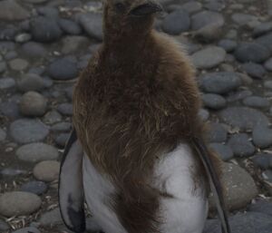 King penguin chick which has lost half of it downy feathers as it moults into adult plumage