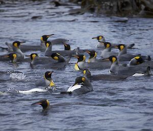 Bathing King penguins