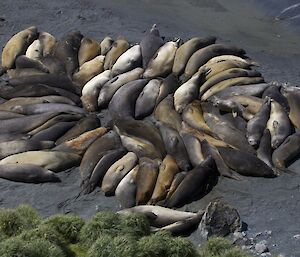 A group of elephant seals all cuddled up together