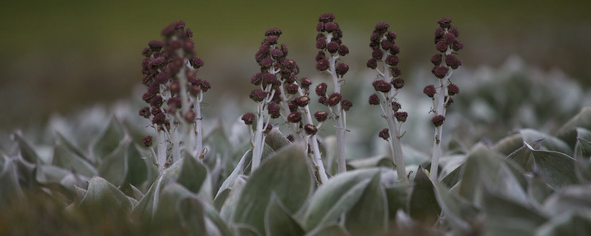 Flowering Pleurophyllum — one of the mega-herbs
