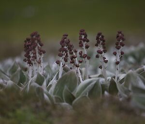 Flowering Pleurophyllum — one of the mega-herbs