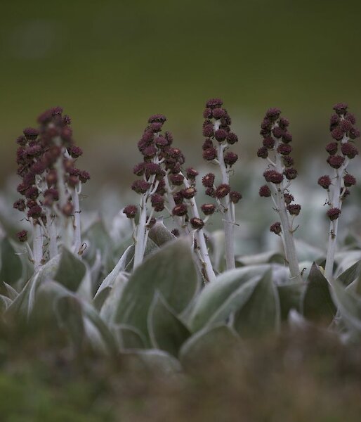 Flowering Pleurophyllum — one of the mega-herbs