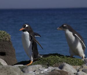 Gentoo chick chasing its parent for a feed