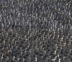 King penguins on eggs