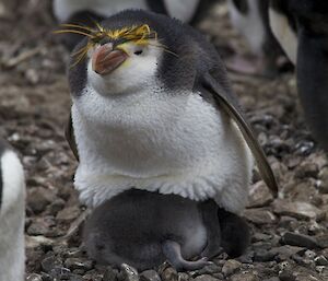 Royal penguin with chick