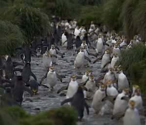 Royal penguins heading to the Nuggets rookery